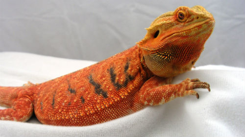 Adult bearded dragons for sale Mother and daughter ebony porn