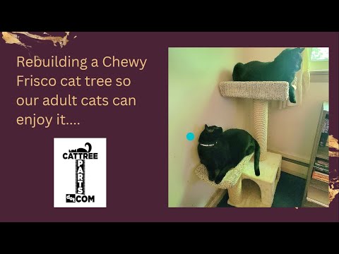 Adult cat tree Inflation porn sites
