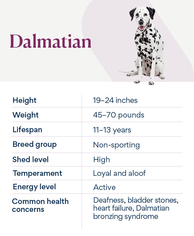 Adult dalmatian ears Porno gratis jovencitas
