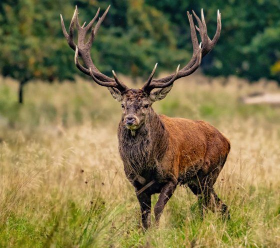 Adult male red deer Anal pain gifs