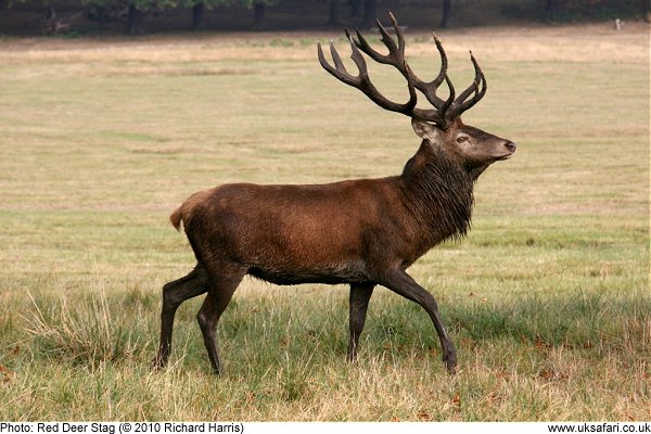 Adult male red deer Joanniefit xxx