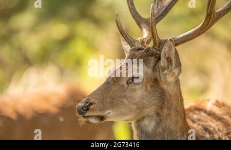 Adult male red deer Salome arab porn