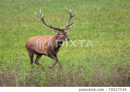 Adult male red deer Haitian lesbian