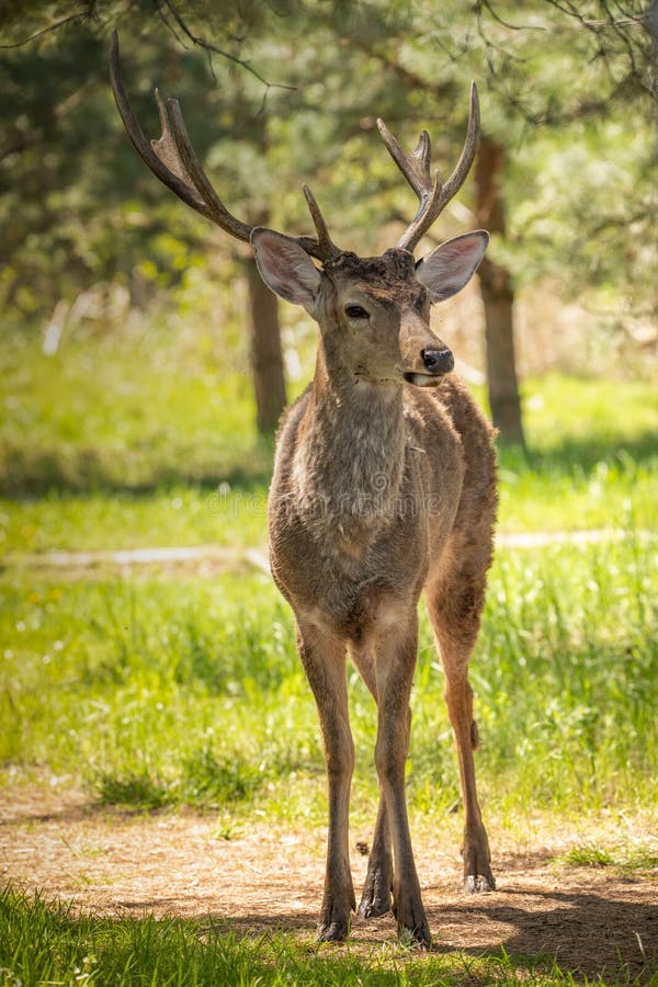 Adult male red deer Sipsap escort