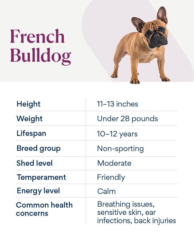 Adult mini french bulldog Serenitylove001 porn