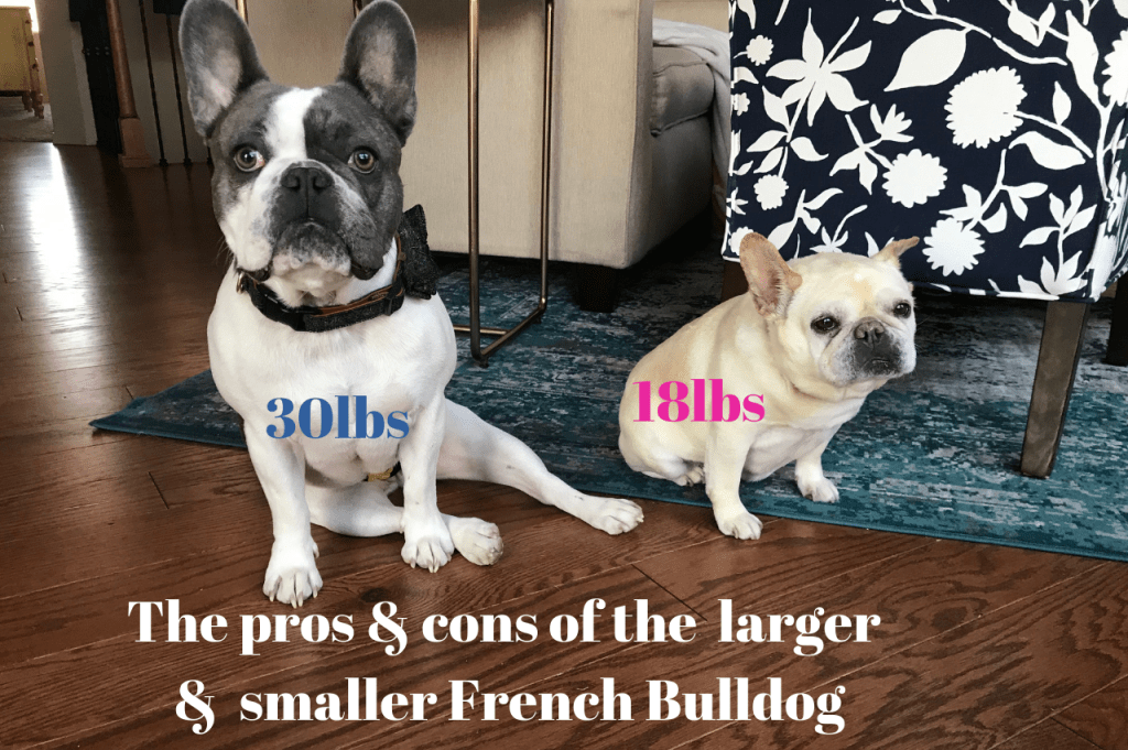 Adult mini french bulldog Katandromeo threesome