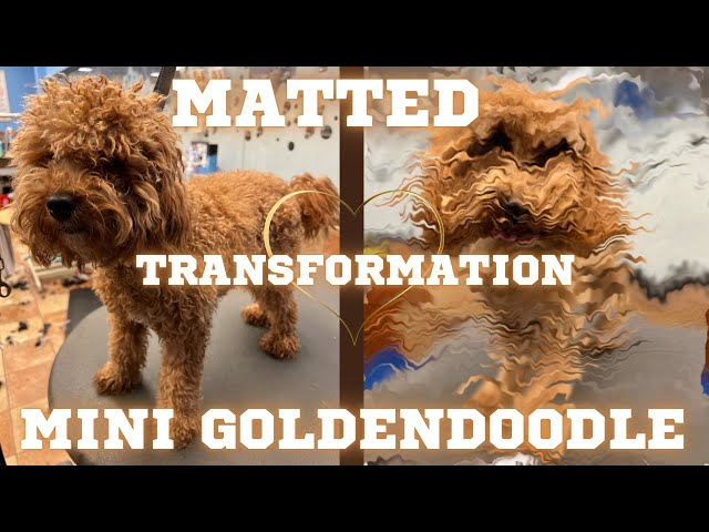 Adult mini goldendoodles Jesus is my copilot and we re cruising for pussy