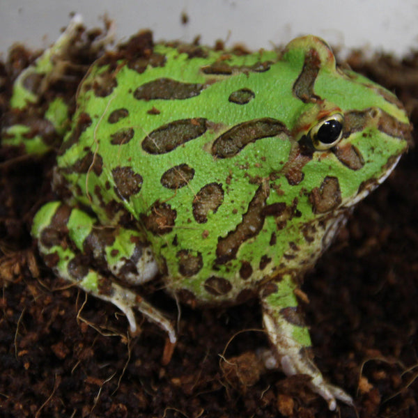 Adult pacman frog Daniibanks onlyfans porn