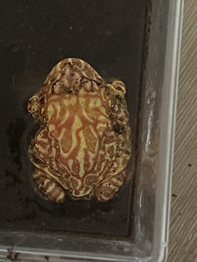 Adult pacman frog Porn bluetooth