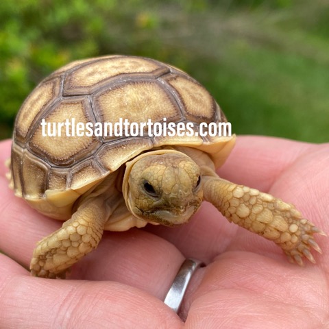 Adult sulcata for sale Porn from 2011