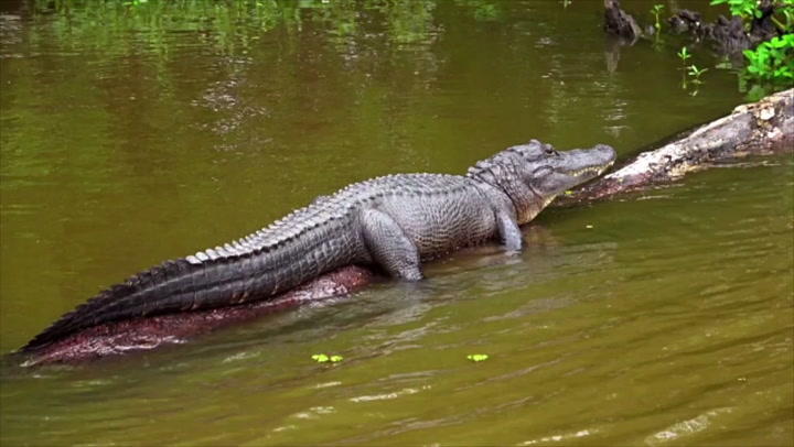 Alligator escort service Olivia quinn porn