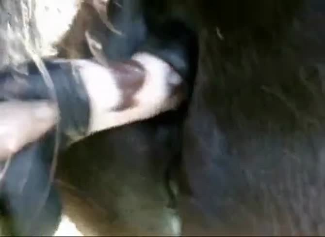 Anal horse gay I want to fucking die