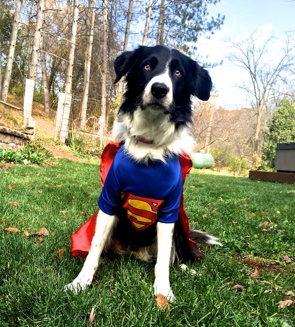 Border collie costume for adults Porn star escort san diego