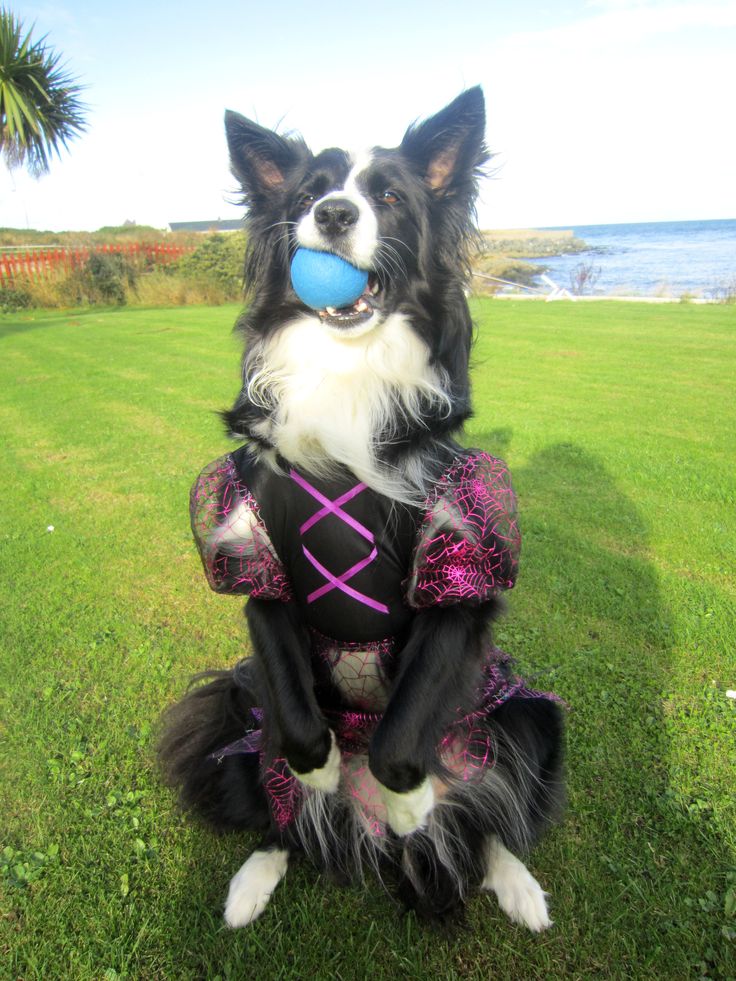 Border collie costume for adults Fist bump say crossword