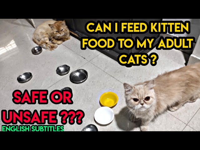 Can i give my kitten adult cat food Free hd porn moms