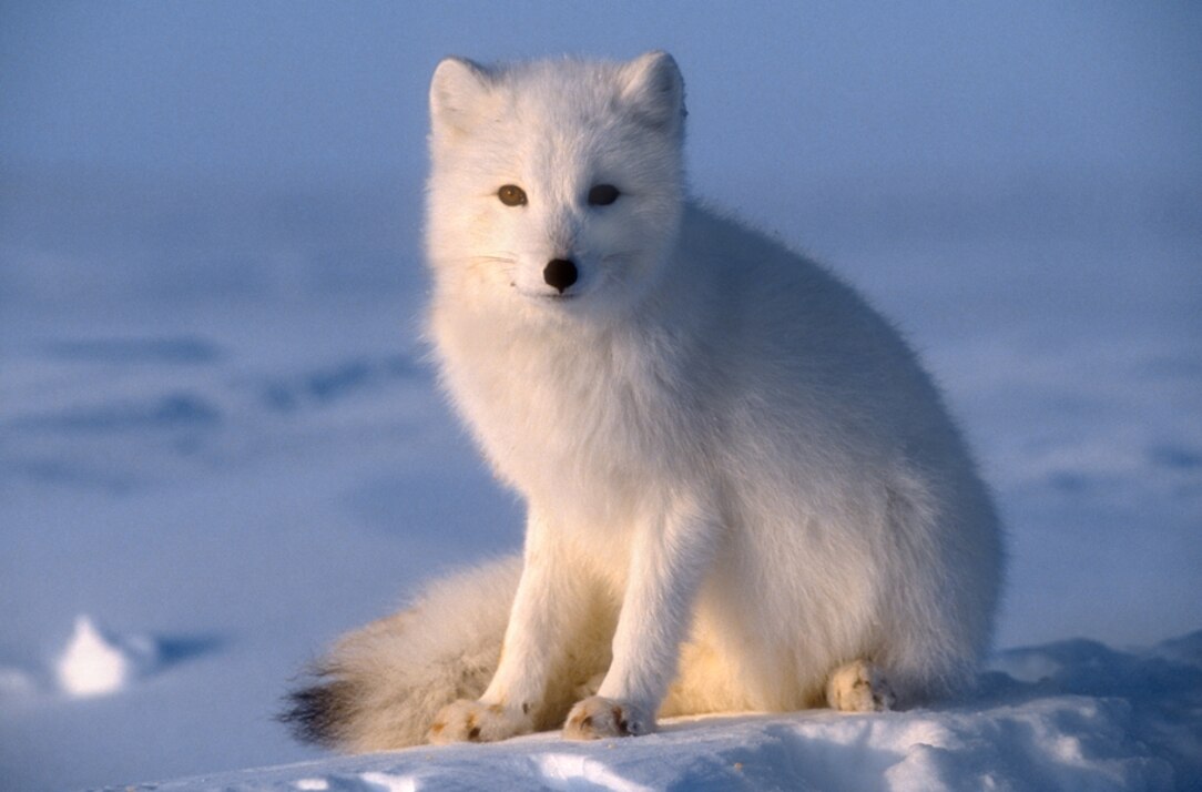 Canadian marble fox adult April fools day activities for adults