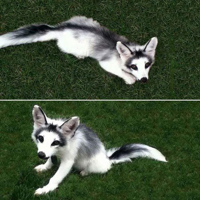 Canadian marble fox adult Quirting porn