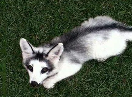 Canadian marble fox adult Onlyfanssuserr porn