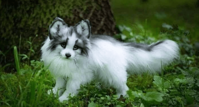 Canadian marble fox adult Pinay sexy porn
