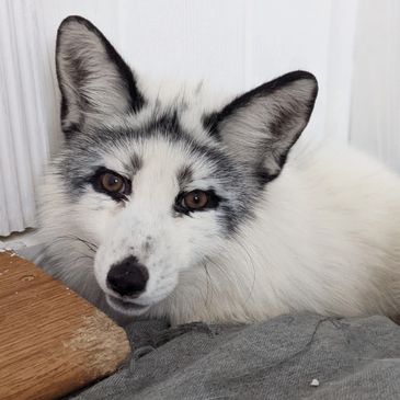 Canadian marble fox adult Sucking thumb as an adult