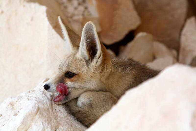 Canadian marble fox adult Alyssa hart handjob