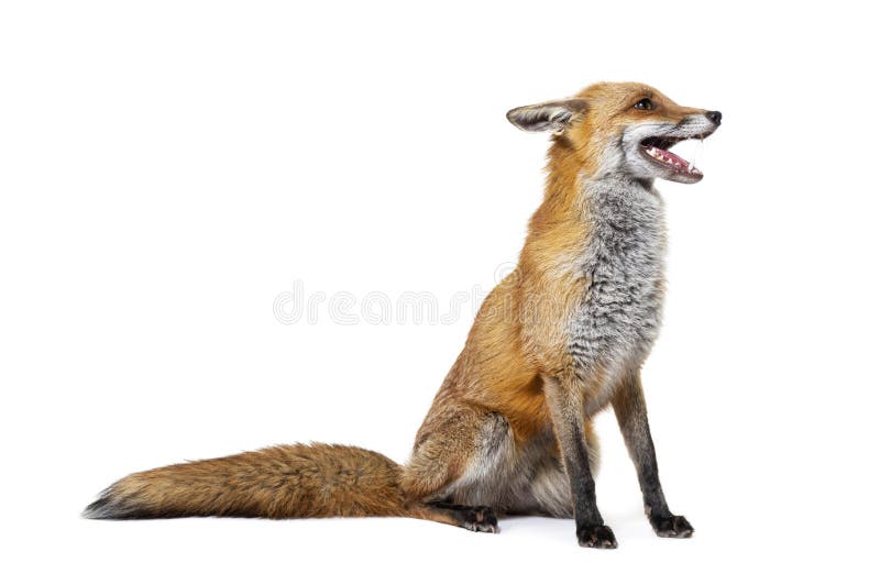 Canadian marble fox adult Katherine porn