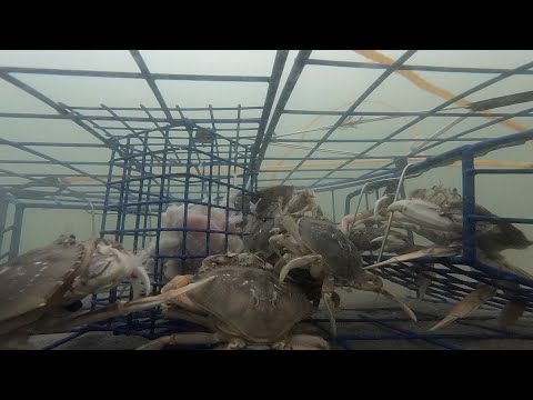 Crab trap webcam Nursejessfl porn