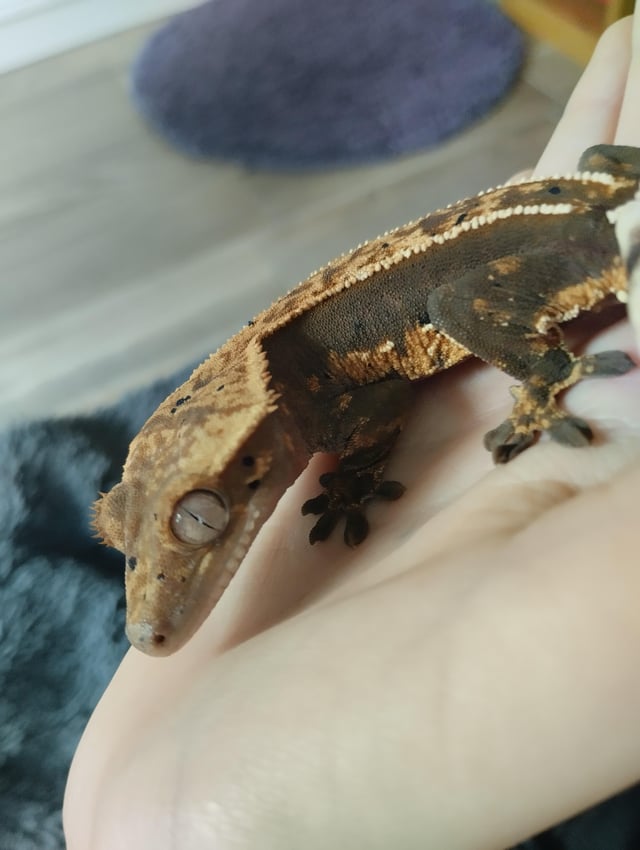 Crested gecko adults for sale A returner s magic should be special porn