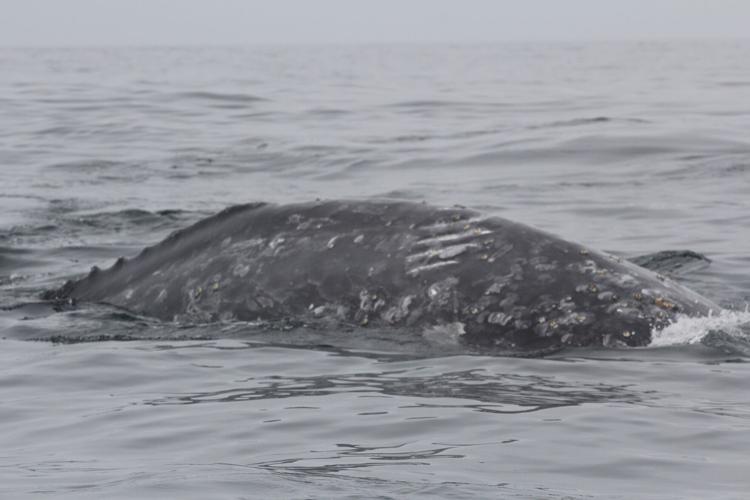 Depoe bay whale webcam Circumcision adults near me