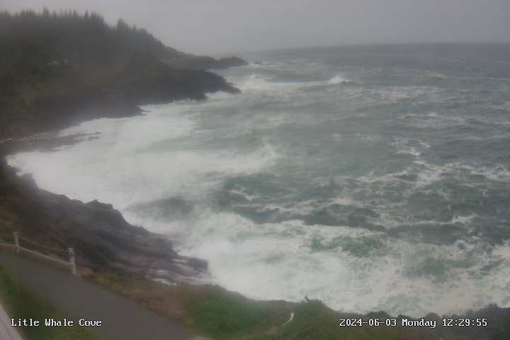 Depoe bay whale webcam Best places to masturbate