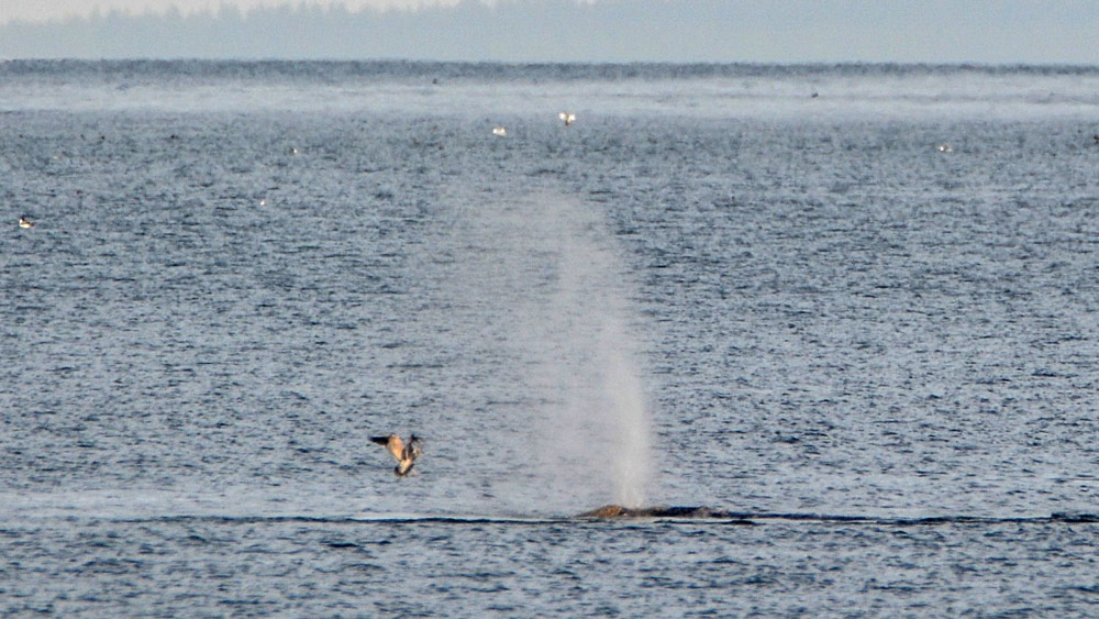 Depoe bay whale webcam Lancaster pa escort