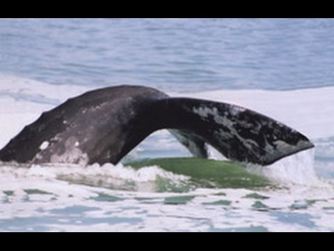 Depoe bay whale webcam Paris medici porn