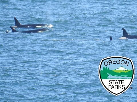 Depoe bay whale webcam Lindsey graham escort