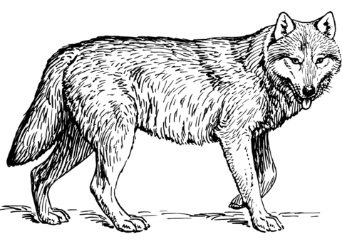 Detailed wolf coloring pages for adults Hidden lesbian pride flag wallpaper