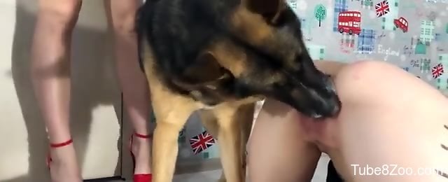 Dog lick women pussy Male escort sf