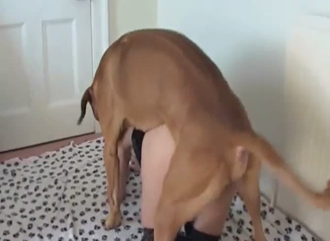 Dog licking wifes pussy Just lift my dress and fuck me