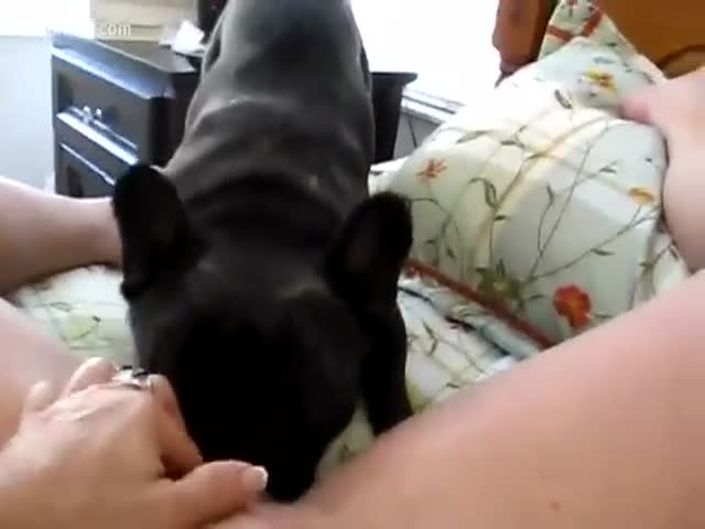 Dog licking wifes pussy Iluvavaa1 porn