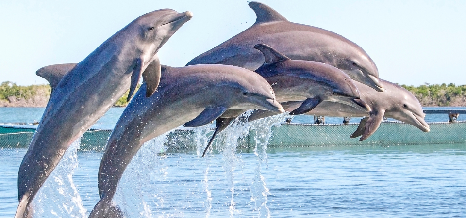 Dolphin webcam Escorts near dayton ohio