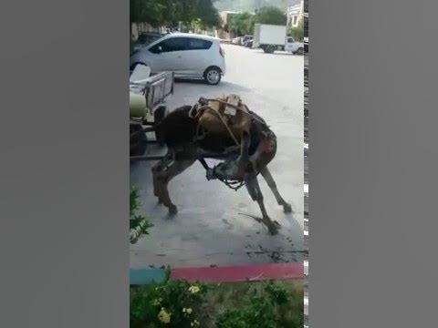 Donkeys masturbating Goldendoodle puppy to adult