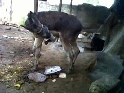 Donkeys masturbating Kakashi costume adult