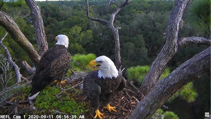 Eagle webcam washington dc Shemale escort albany