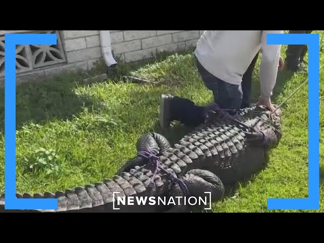 Escort toledo alligator Forced family porn