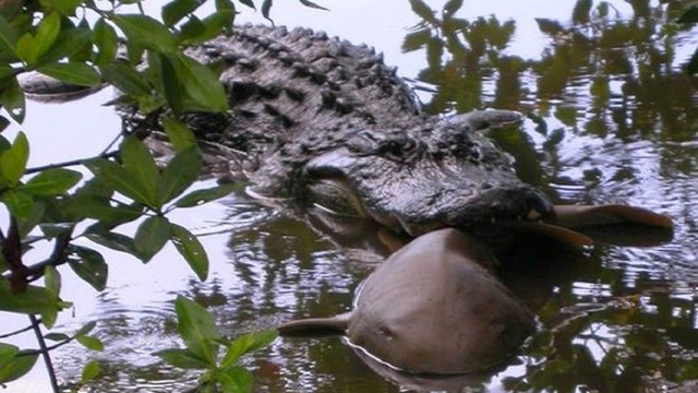 Escorts tampa alligator Is martell still dating sheree