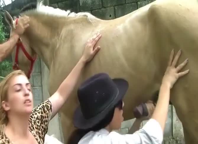 Girl gets fucked by horse Clothed porn stars