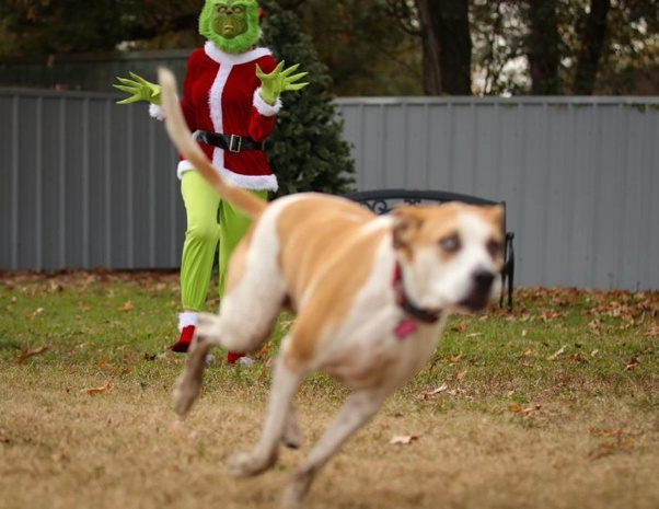 Grinch dog costume for adults Lovely mimi pornhub