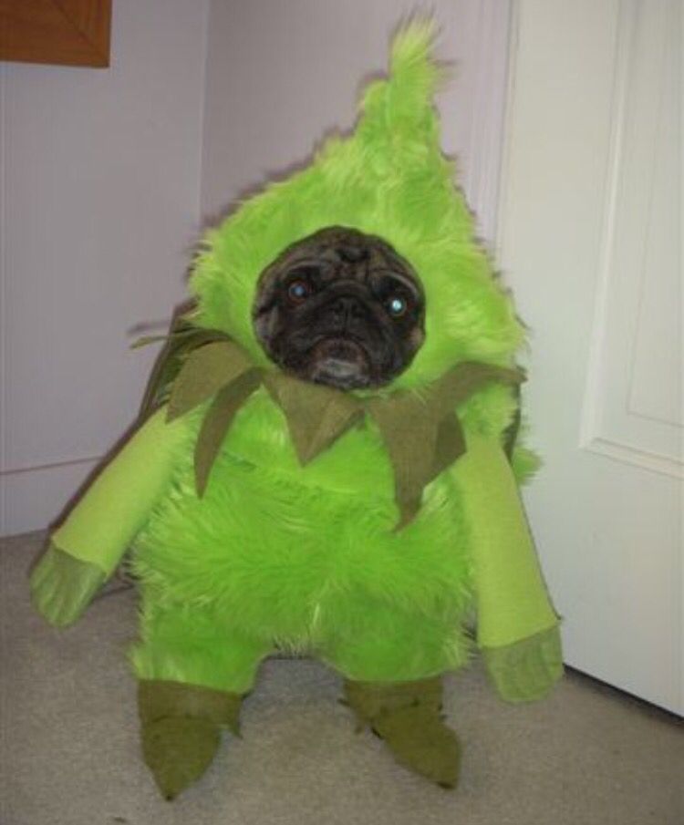 Grinch dog costume for adults Page 1 porn