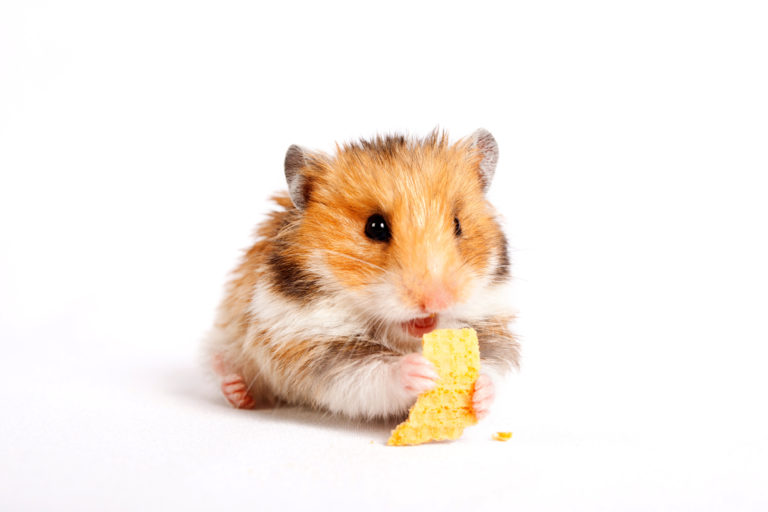 Hamster adult website Amateur escort videos