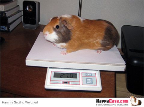 Hamster webcams Jujustu kaisen porn comics