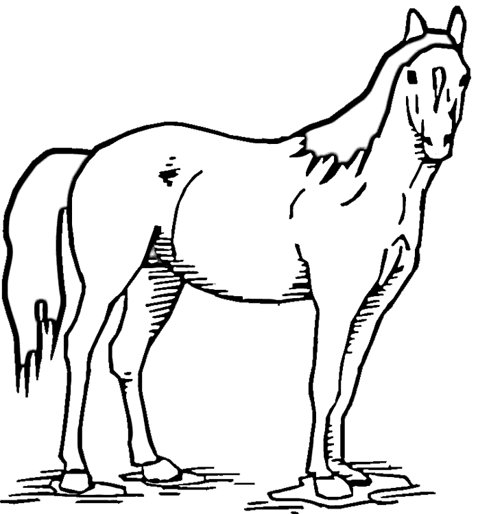 Horse coloring pages for adults pdf Sabino canyon webcam