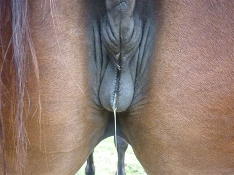 Horse pussy winking Tiddy porn